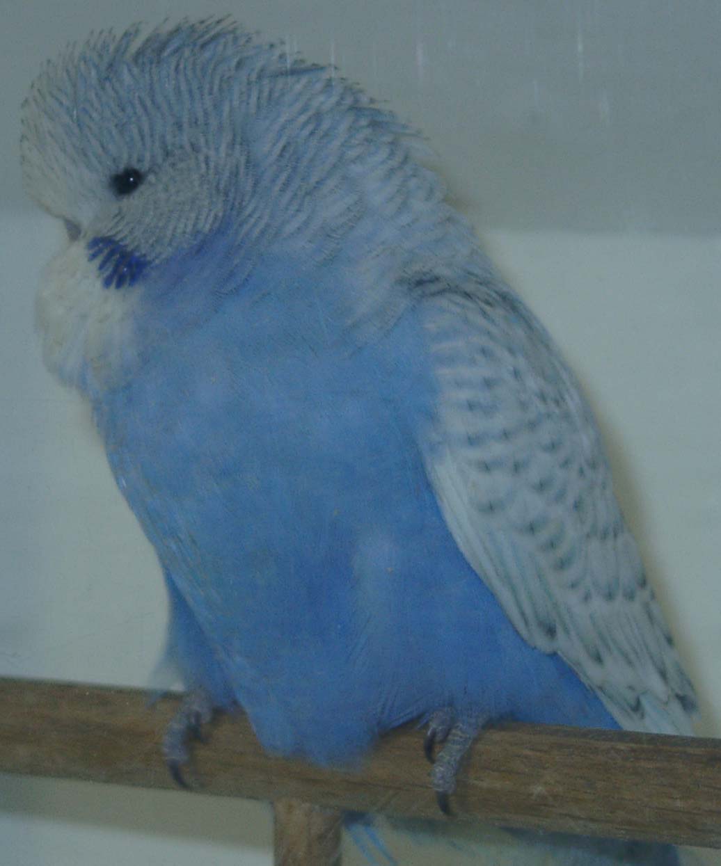 1,0 Spangle dunkelblau